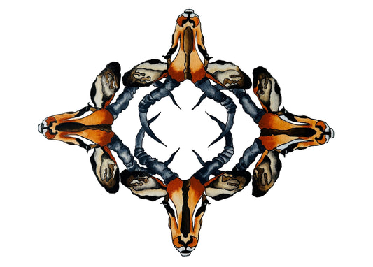 Impala