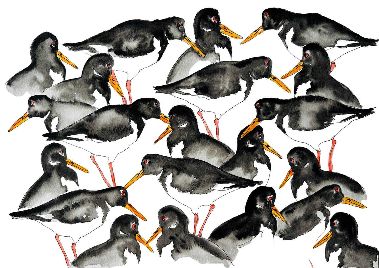 Oystercatchers