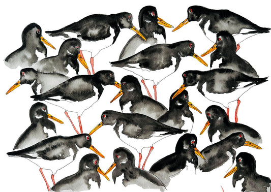Oystercatchers