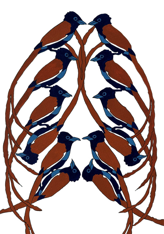 Paradise Flycatchers