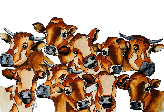 Jersey Cows